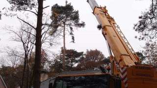 Bomen rooien Eindhoven verwijderen van bomen en stronken frezen 